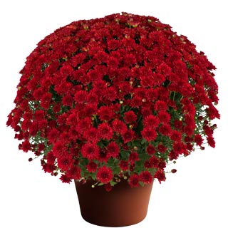 yoder-garden-mum-cynthia-scarlet.jpg