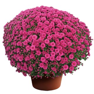 yoder-garden-mum-danielle-purple.jpg