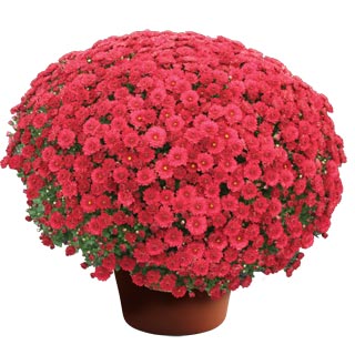 yoder-garden-mum-danielle-red.jpg