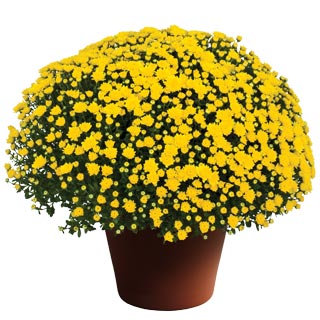 yoder-garden-mum-dawn-yellow.jpg