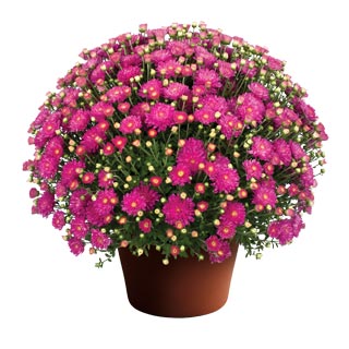 yoder-garden-mum-debbie-hot-pink.jpg