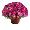 yoder-garden-mum-demi-pink.jpg