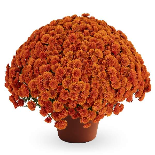 yoder-garden-mum-dorothy-bronze-garden-mums-1681588557.jpg