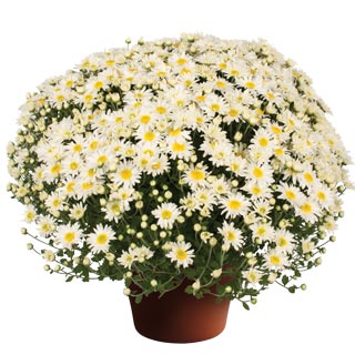 yoder-garden-mum-edith-white.jpg