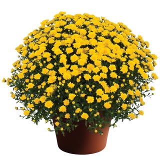 yoder-garden-mum-elena-gold.jpg
