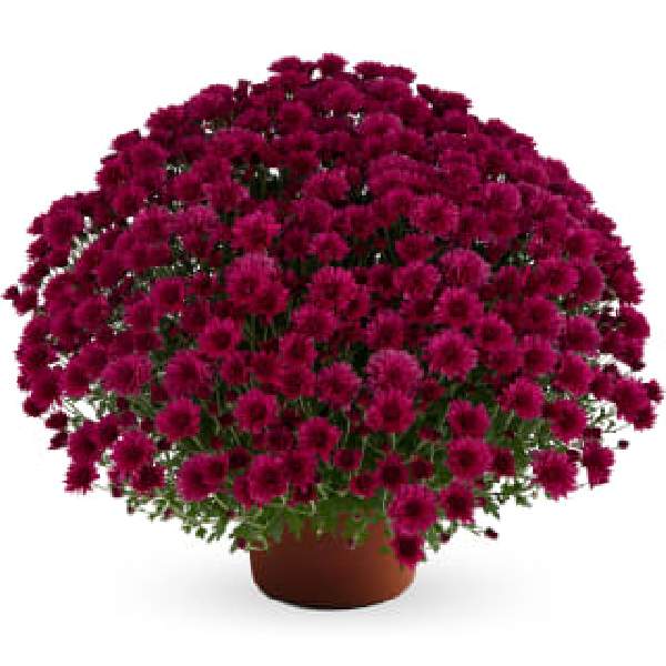 yoder-garden-mum-elizabeth-dark-pink-garden-mums-1642097044.jpg
