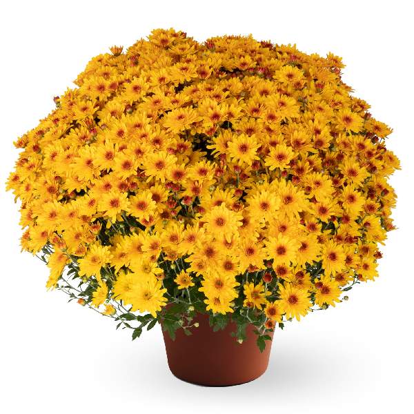 yoder-garden-mum-ellen-golden-bicolor-garden-mums-1681589003.jpg