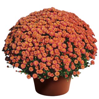 yoder-garden-mum-gigi-coral.jpg