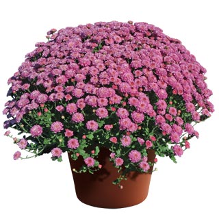 yoder-garden-mum-gigi-dark-pink.jpg