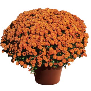 yoder-garden-mum-gigi-orange.jpg
