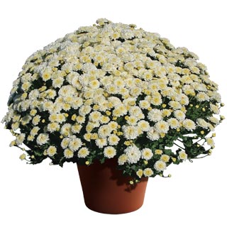 yoder-garden-mum-gigi-snow.jpg