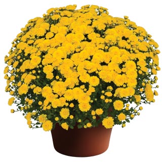 yoder-garden-mum-gigi-yellow.jpg