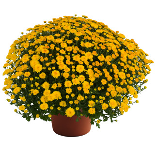 yoder-garden-mum-hailey-gold-imp.jpg