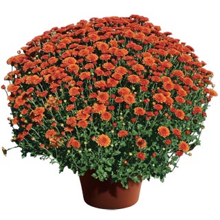 yoder-garden-mum-hailey-orange.jpg