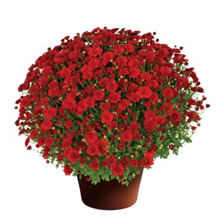 yoder-garden-mum-hailey-red-bronze.jpg