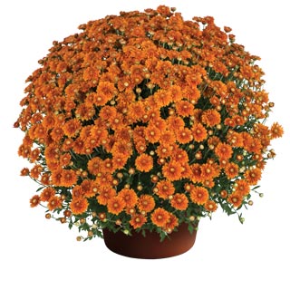 yoder-garden-mum-hannah-orange.jpg