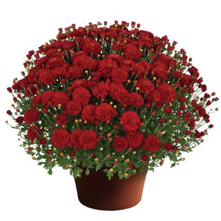 yoder-garden-mum-hestia-hot-red.jpg