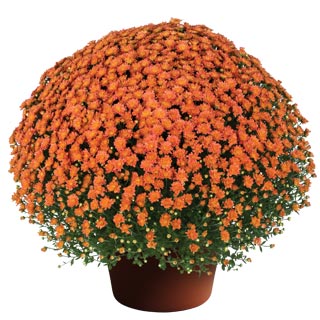 yoder-garden-mum-jacqueline-orange-fusion.jpg