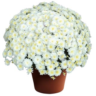 yoder-garden-mum-jacqueline-pearl.jpg