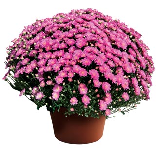 yoder-garden-mum-jacqueline-pink.jpg