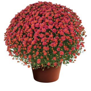 yoder-garden-mum-jacqueline-rose.jpg