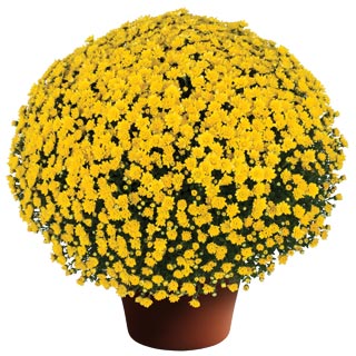 yoder-garden-mum-jacqueline-yellow.jpg