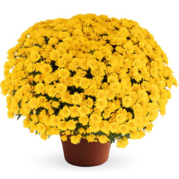 yoder-garden-mum-jane-yellow-garden-mums-1642096966.jpg