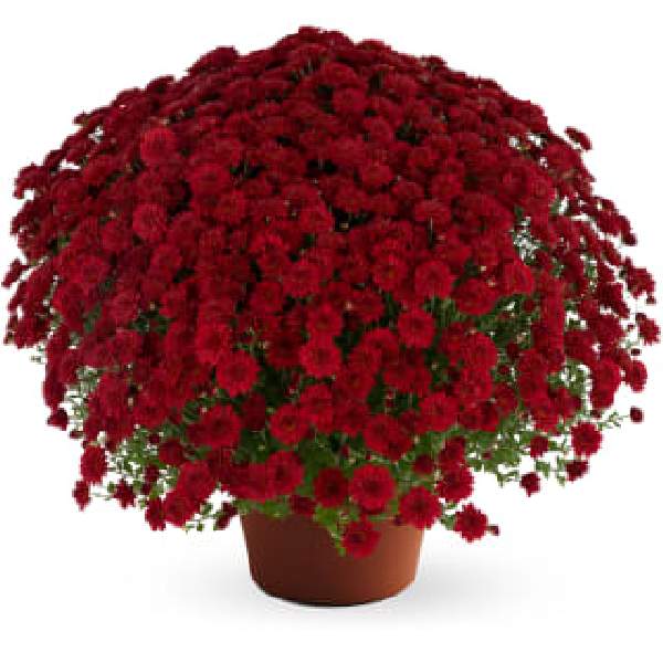 yoder-garden-mum-josephine-red-garden-mums-1642097135.jpg