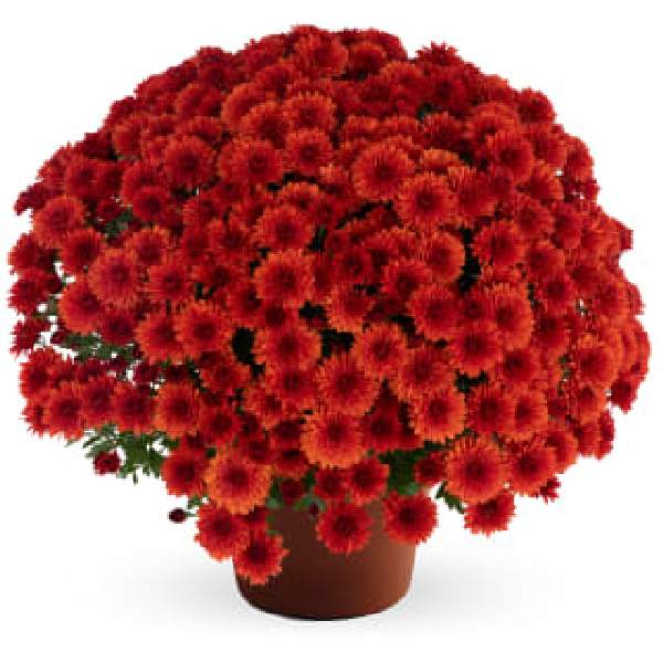 yoder-garden-mum-judy-bronze-garden-mums-1642097157.jpg