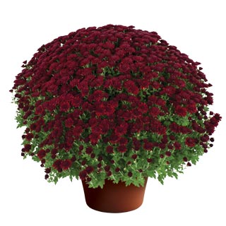 yoder-garden-mum-kathleen-dark-red.jpg