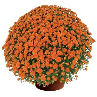 yoder-garden-mum-keeley-orange.jpg