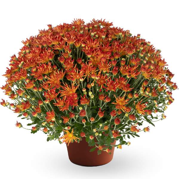 yoder-garden-mum-lucy-bronze-bicolor-garden-mums-1681588768.jpg