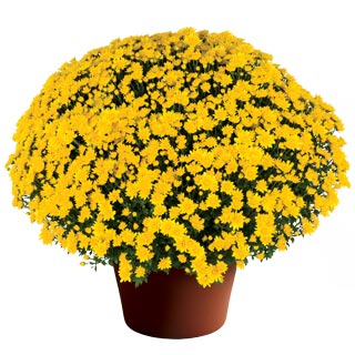 yoder-garden-mum-makayla-yellow.jpg