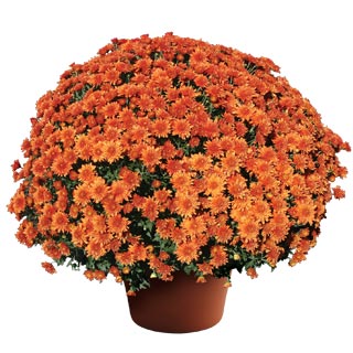 yoder-garden-mum-makenna-orange.jpg