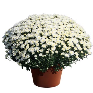 yoder-garden-mum-makenzie-white.jpg
