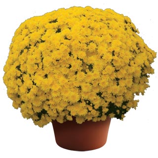 yoder-garden-mum-mary-yellow.jpg