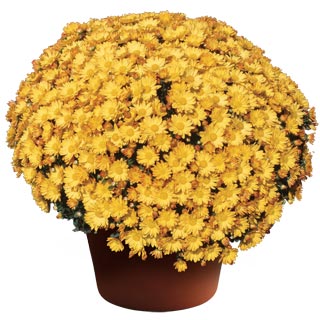 yoder-garden-mum-michelle-gold.jpg