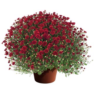 yoder-garden-mum-mila-red.jpg