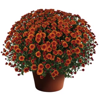 yoder-garden-mum-miranda-orange.jpg