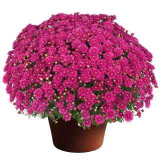 yoder-garden-mum-nikki-dark-pink.jpg