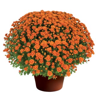 yoder-garden-mum-nikki-orange.jpg
