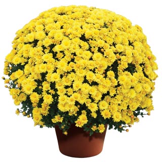 yoder-garden-mum-nikki-yellow.jpg