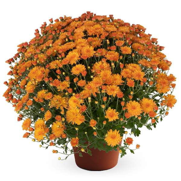 yoder-garden-mum-pamela-orange-garden-mums-1681588893.jpg