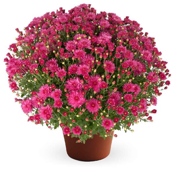 yoder-garden-mum-pamela-pink-garden-mums-1681589124.jpg