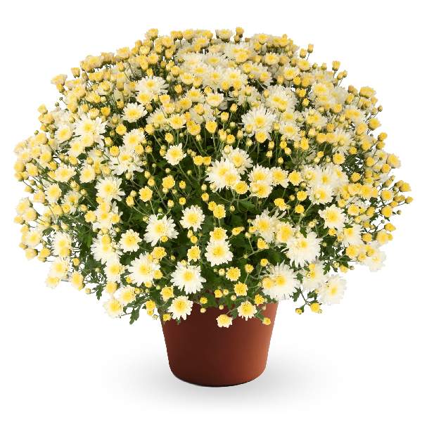 yoder-garden-mum-pamela-white-garden-mums-1681589162.jpg