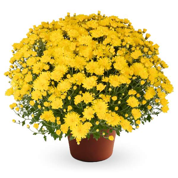 yoder-garden-mum-pamela-yellow-garden-mums-1681589189.jpg