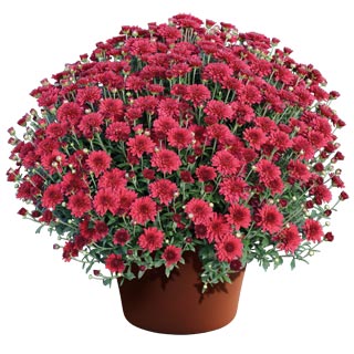 yoder-garden-mum-patty-pomegranate.jpg