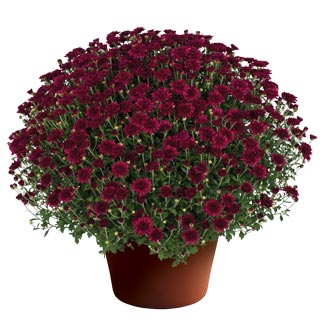 yoder-garden-mum-patty-purple.jpg