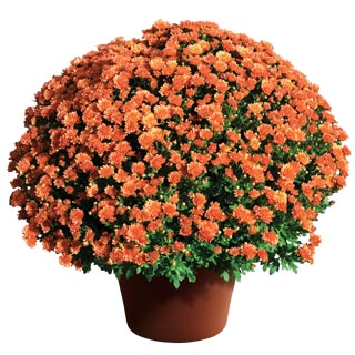 yoder-garden-mum-rhonda-bronze.jpg