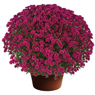 yoder-garden-mum-rhonda-purple.jpg